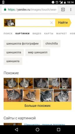 « Yandex »: la détermination de l'animal sur l'image