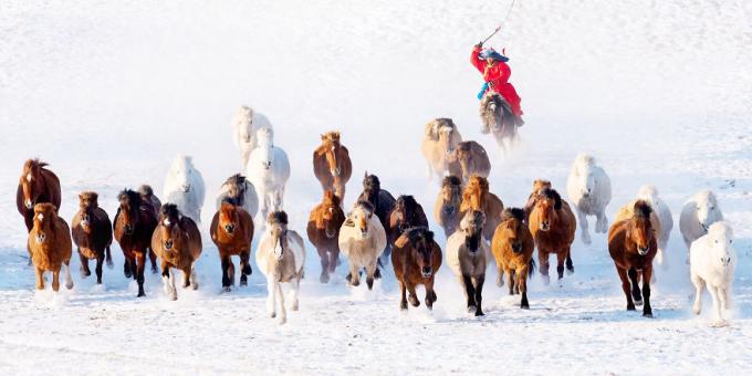 coureur de neige en Mongolie. 