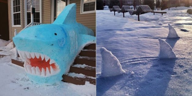 neige Shark