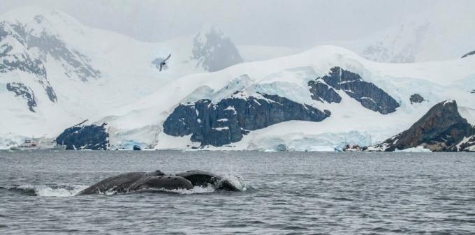 Antarctique: photo d'une baleine à bosse