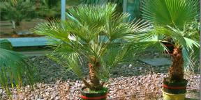 10 palmiers en pot, qui transformeront la maison dans les tropiques