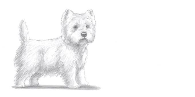 Comment dessiner un chien debout dans un style réaliste
