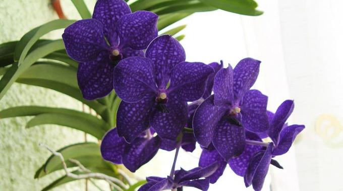 Comment prendre soin des orchidées Vanda