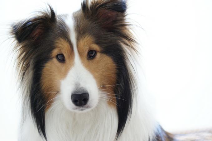 Shetland Sheepdog 