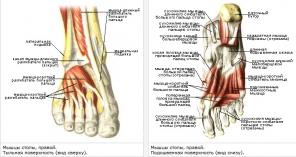 Pourquoi est-il important de renforcer les muscles du pied