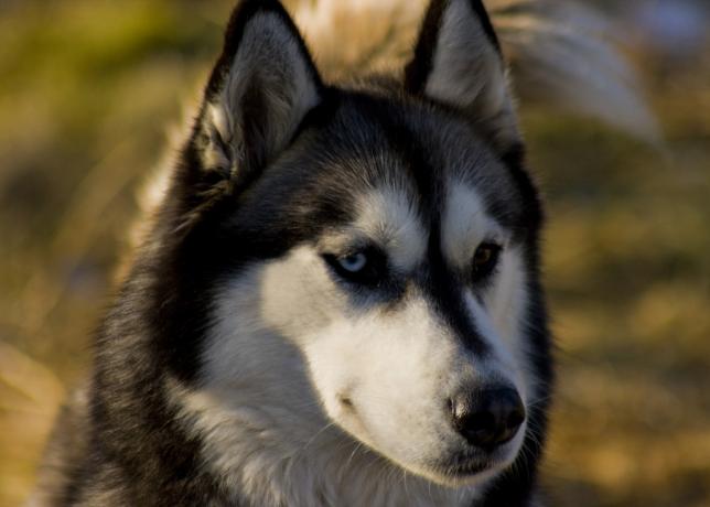 Husky sibérien