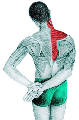 Anatomy of stretching: trapèzes, du sus-épineux, deltoïde