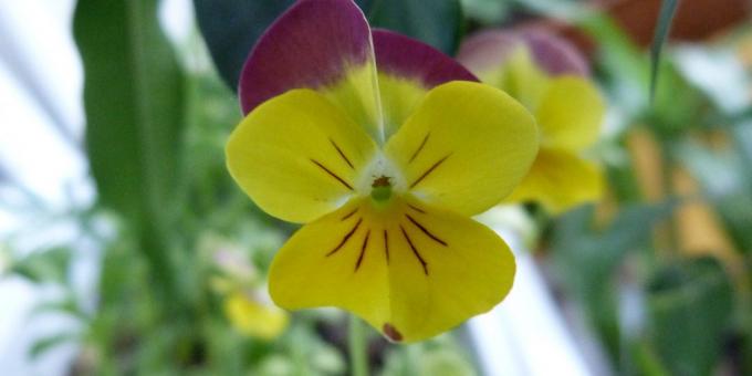 fleurs pour Unpretentious parterres de fleurs: Viola trois couleurs