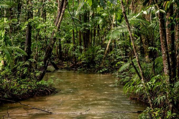 Faits intéressants: 20% de l'oxygène produit dans la forêt amazonienne