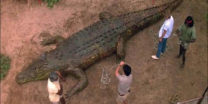 Crocodile Films: "Les temps sombres"