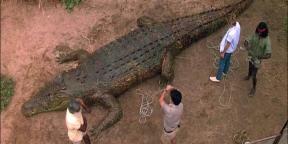 7 films de crocodile effrayants et drôles