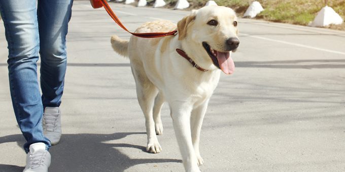 Sur la promenade du chien doit aller de pair