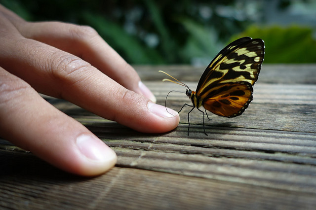 comment prendre une photo d'un papillon