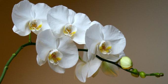 Comment prendre soin des orchidées phalaenopsis