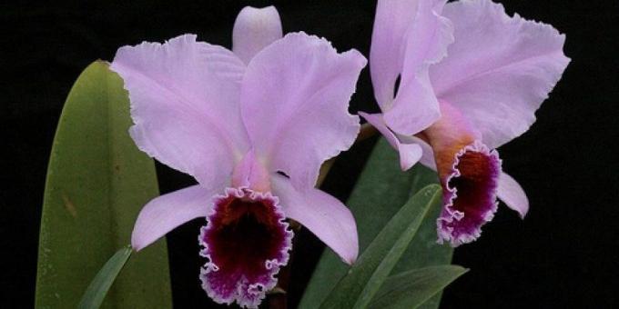 Comment prendre soin des orchidées