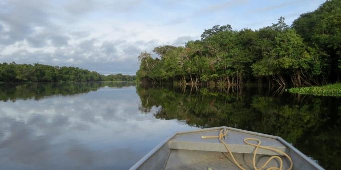 Les forêts de l'Amazonie, au Brésil