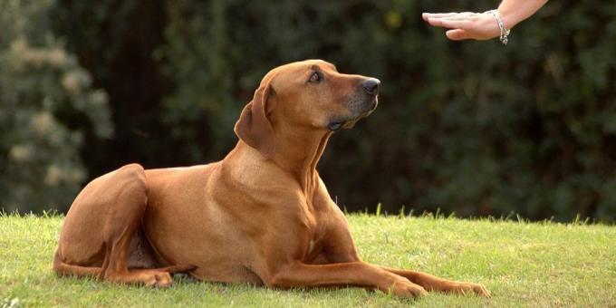 l'éducation du chien: pour mensonge