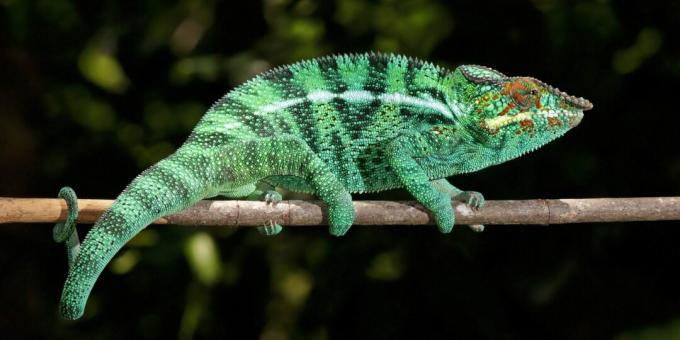 Idées fausses et faits amusants sur les animaux: les caméléons sont les maîtres du camouflage