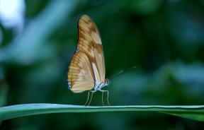 Comme il est beau de photographier un papillon: 8 conseils
