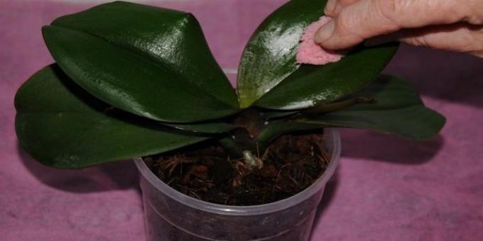 Comment arroser l'orchidée: essuyer délicatement les feuilles avec une éponge humide