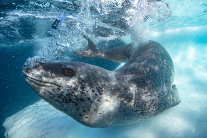 Antarctique: photo d'un phoque léopard