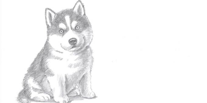 Comment dessiner un chien assis dans un style réaliste
