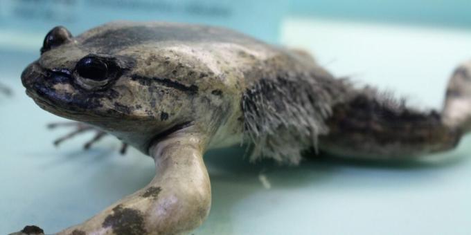 Animaux inhabituels: une grenouille qui se bat avec des fragments de ses propres os