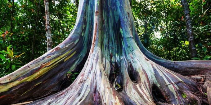 Étonnamment bel endroit: arbres d'eucalyptus arc-en-Maui, Hawaii
