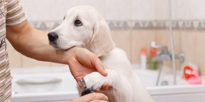 inspectent régulièrement vos pattes animaux