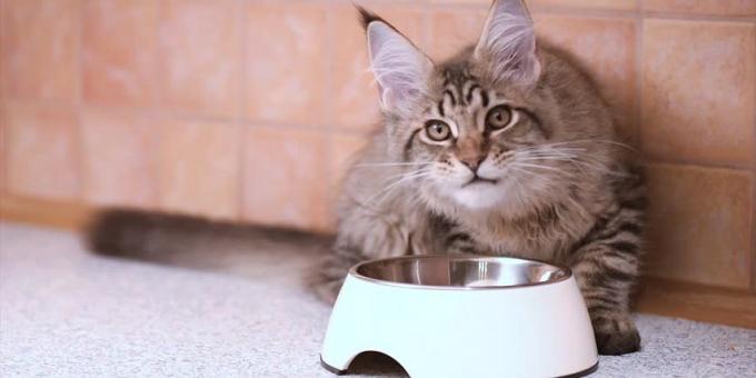 Nutrition Maine Coon