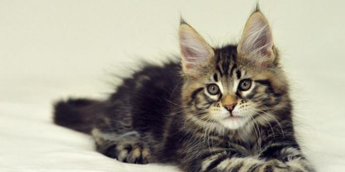 Maine Coon: soins infirmiers