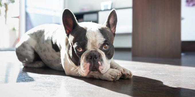 race bouledogue français