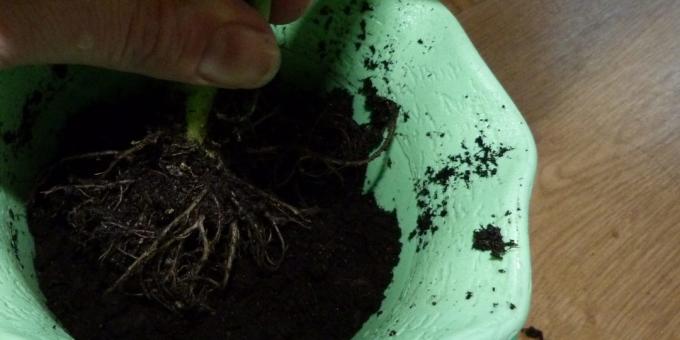 Comment transplanter la fleur: la main Hold et lentement s'endormir le sol, damage légèrement