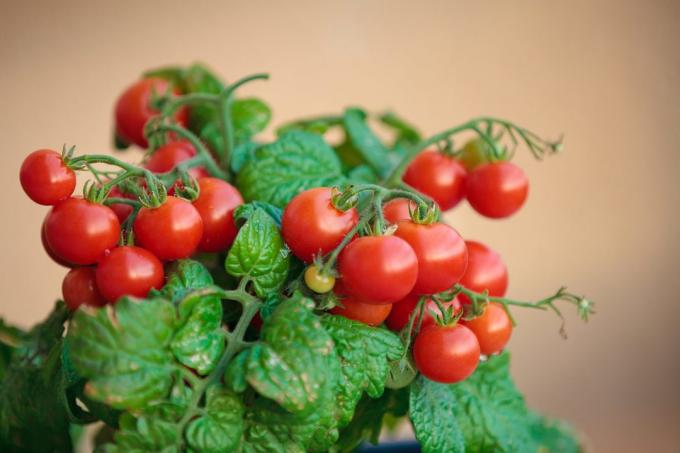 Ce qui peut être cultivé à la maison