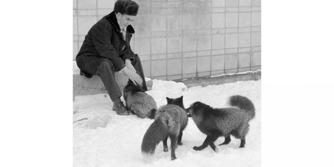 fox Accueil à la suite d'une expérience génétique: Dmitry Belyaev pour dompter les renards
