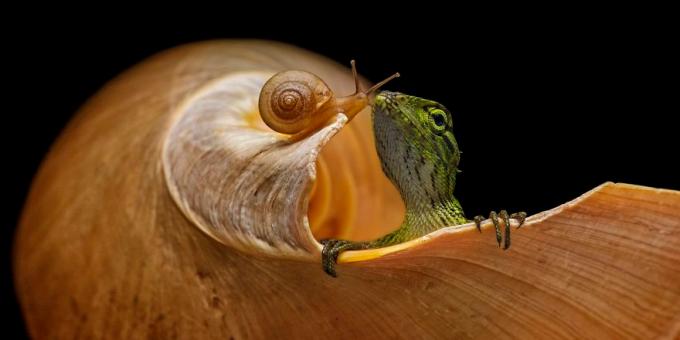 2019 meilleure image: le lézard, et l'escargot