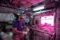 Salade dans l'espace. Les astronautes poussent des plantes sur l'ISS et pourquoi il importe