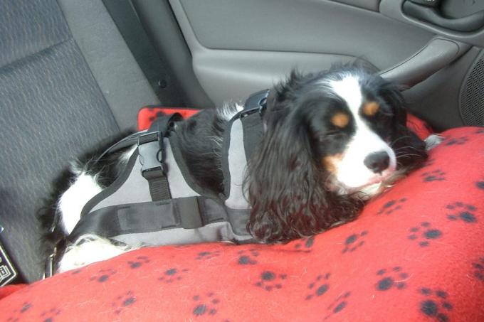obtenir une ceinture de sécurité pour chien pour les chiens