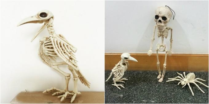 corbeau squelette