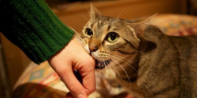 Parfois, les chats redirigent l'agression sur les personnes